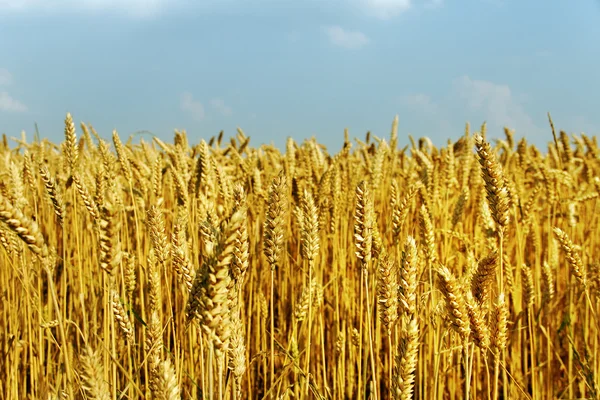 Пшенична сфера . — стокове фото