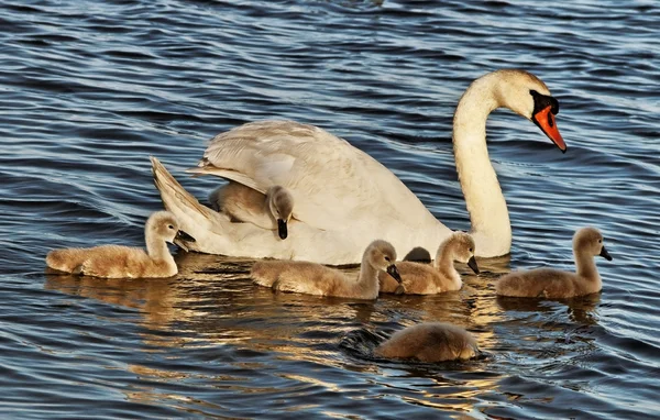 Swans with cygnets. — Stock Photo, Image
