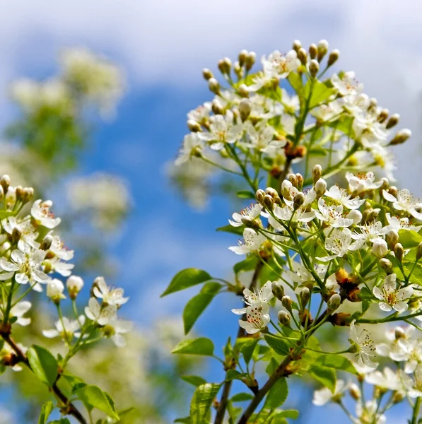 Cherry blossom. — Stock Photo, Image