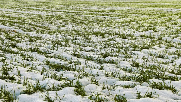 Snow on the field. — Stock Photo, Image