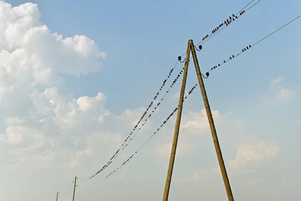 Pájaro en los cables . — Foto de Stock