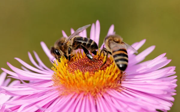 Méhek a virág. — Stock Fotó