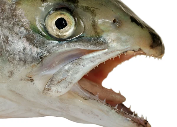 Přírodní hlava lososa. — Stock fotografie