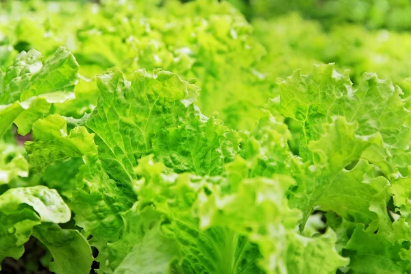 Lechuga en crecimiento . — Foto de Stock