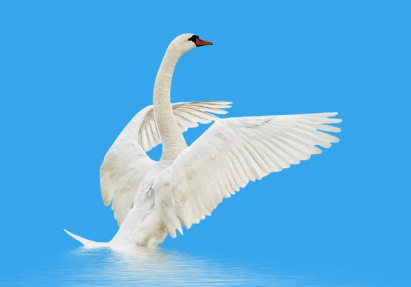 Cigno sull'acqua. — Foto Stock