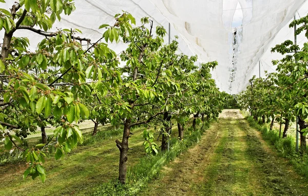 Yard of cherry- trees. — Stock Photo, Image