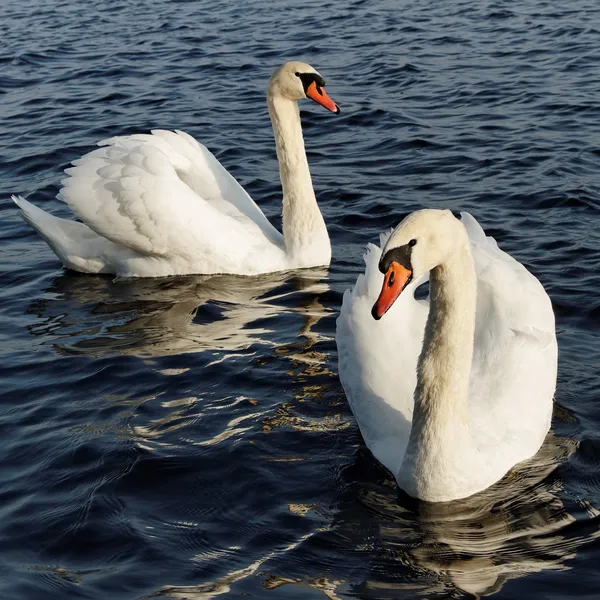 Dois cisnes . — Fotografia de Stock