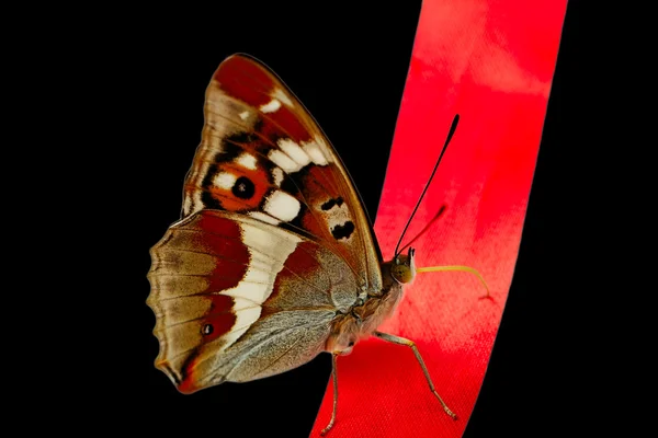Papillon sur la ligne rouge. — Stockfoto