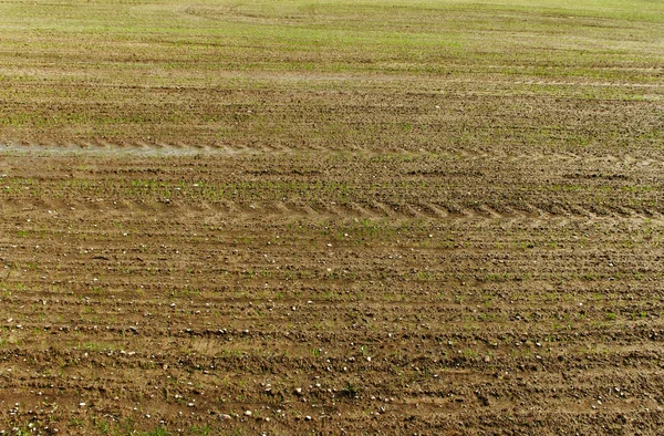 Campo de trigo. — Fotografia de Stock