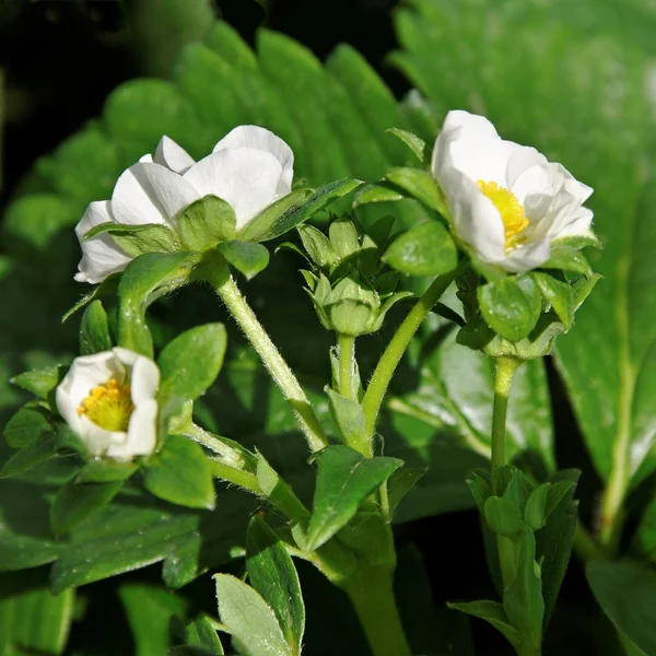 Groeiende aardbeien. — Stockfoto