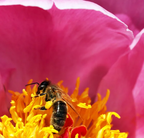 Pioenroos bloem en bee. — Stockfoto