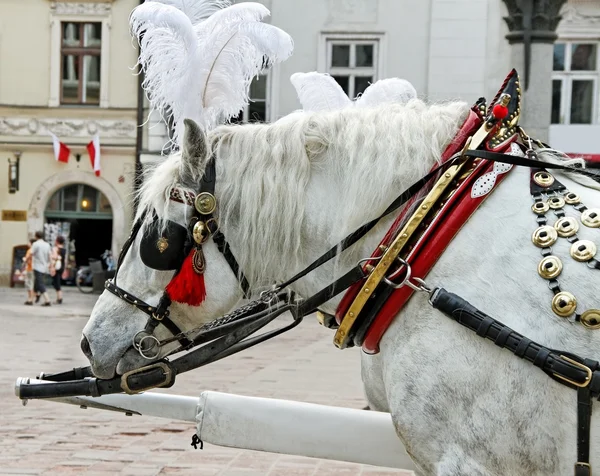 Horse in Crakow. — Stock Photo, Image