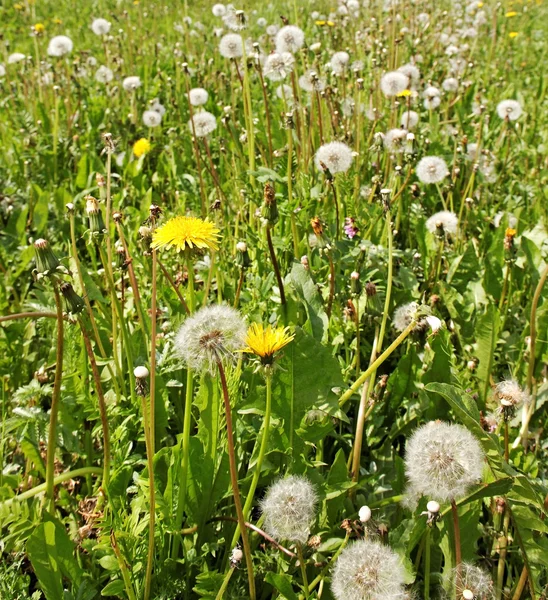 Uncultivated field. — Stock Photo, Image