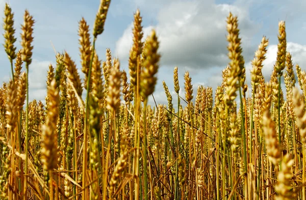 Campo di grano. — Foto Stock