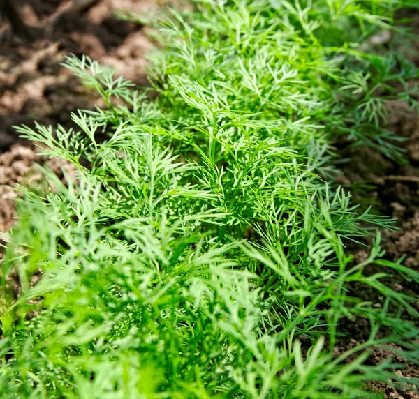 Growing dill. — Stock Photo, Image