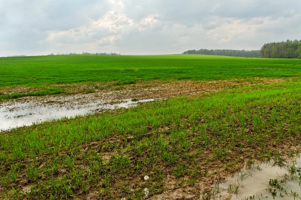 Pudim no campo . — Fotografia de Stock