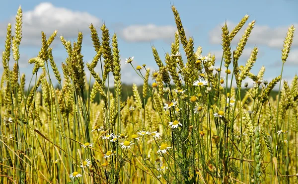 Field of wheat. Stock Picture