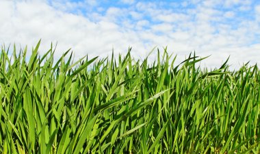 doğal büyüyen buğday.