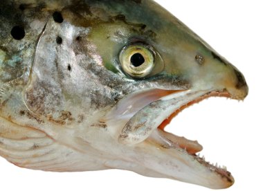 Somon doğal başkanı.