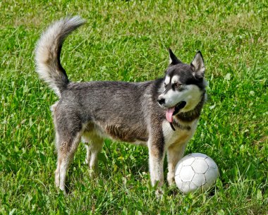 Alaskan malamute.
