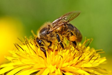 Bee on yellow dandelion. clipart
