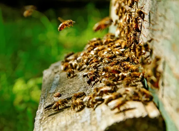 Bees at the entrance. — Stock Photo, Image