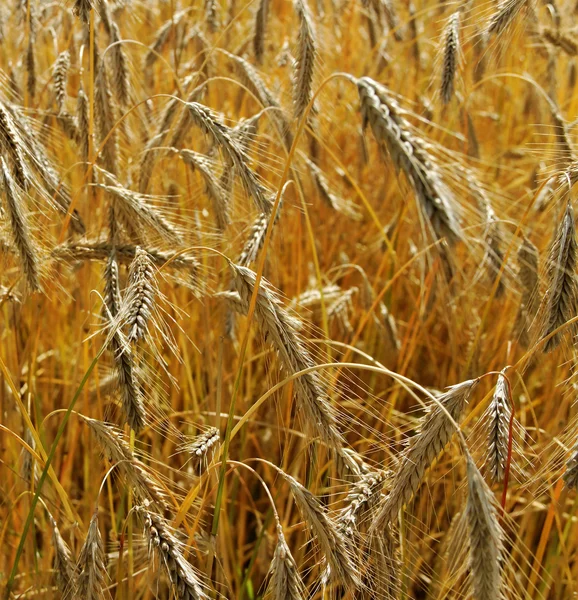 Field of wheat. — Stock Photo, Image