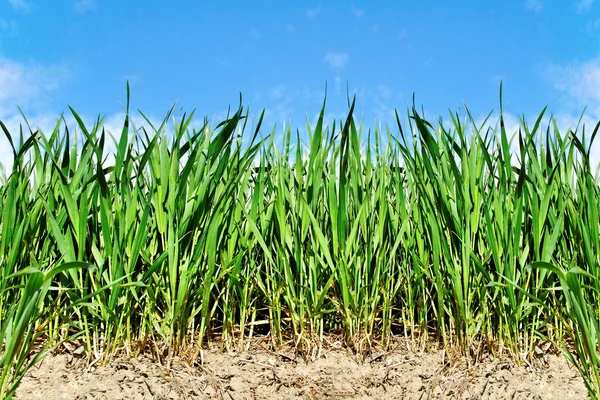 Weizenanbau. — Stockfoto