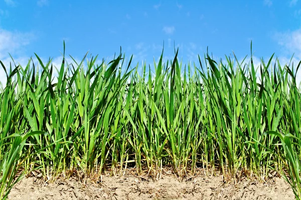 Växande vete. — Stockfoto