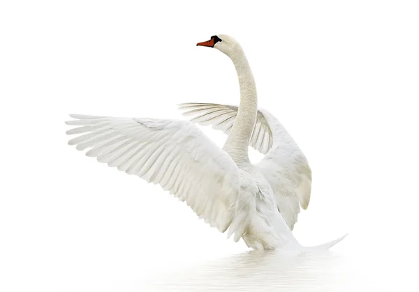 Cisne na água. — Fotografia de Stock