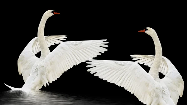 Swans on the water. — Stock Photo, Image