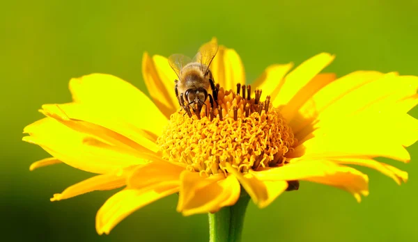 Çiçekteki arı. — Stok fotoğraf