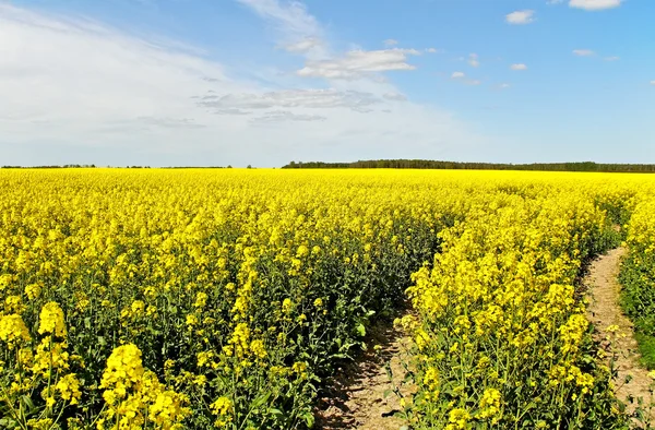 Champ de canola . — Photo