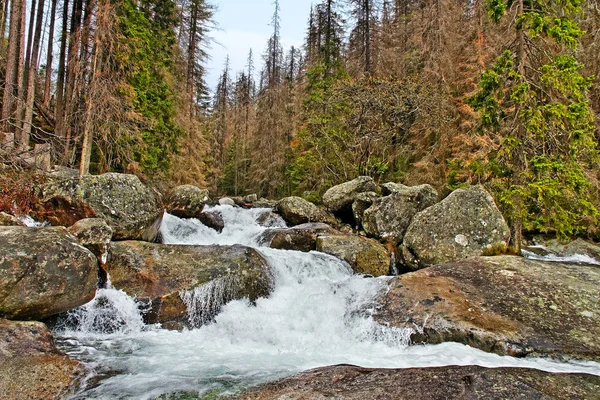 Damade forest. — Stockfoto