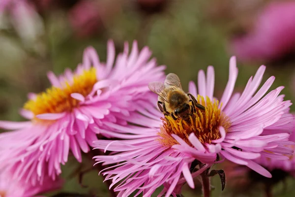 Bijen op de bloem. — Stockfoto