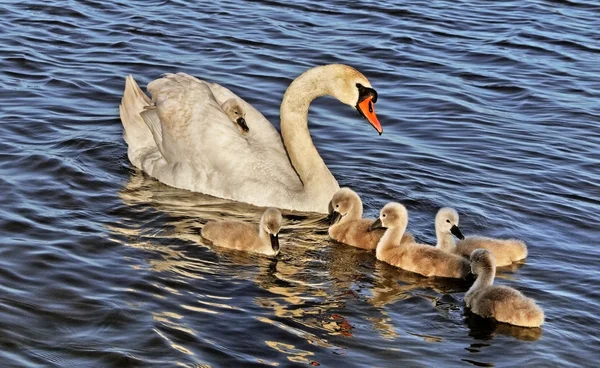 Swan med cygnets. — Stockfoto