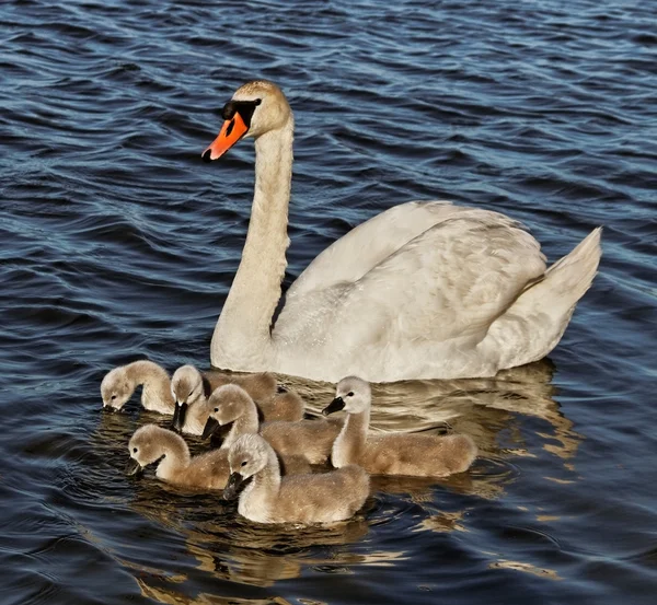 Swan med cygnets. — Stockfoto