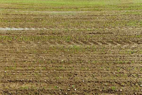 Campo de trigo verde. — Fotografia de Stock