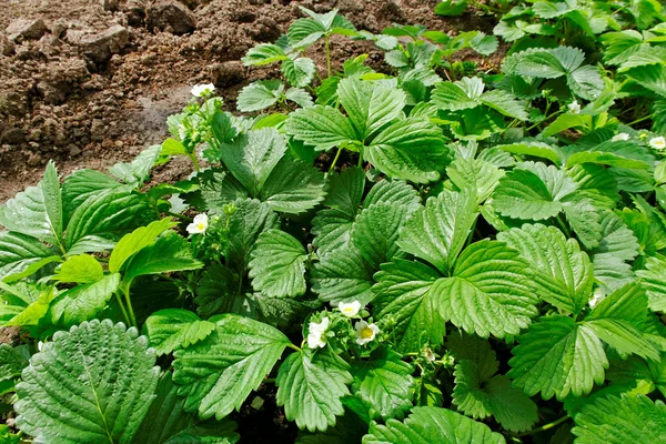 Cultivo de fresas . — Foto de Stock