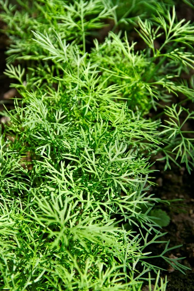 Growing dill. — Stock Photo, Image