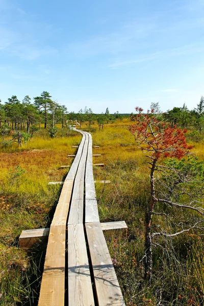 Parque Nacional Kemeri . — Foto de Stock