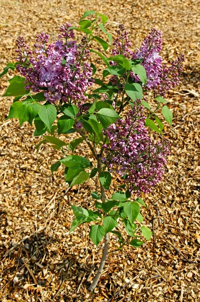 Młode drzewo Lilac. — Zdjęcie stockowe