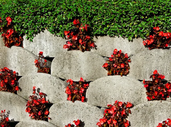 Cama de flores . — Fotografia de Stock