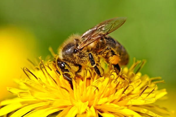 Bee on yellow dandelion. Stock Photo