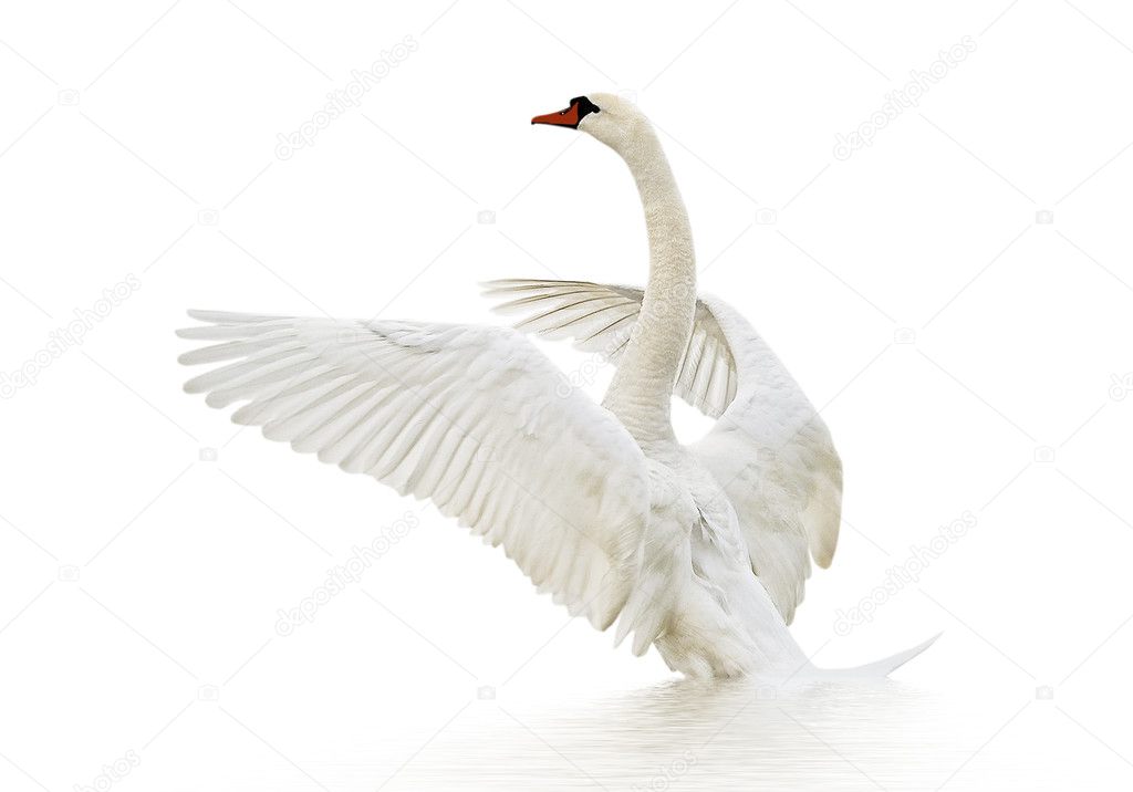 Swan on the water.