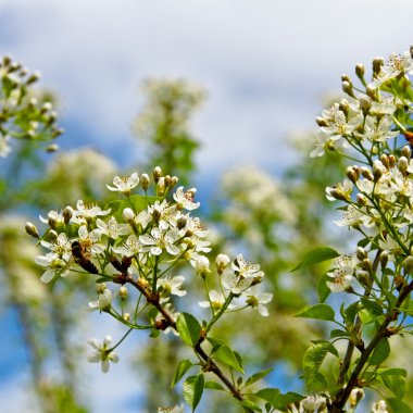 Blossom kiraz ağacı.