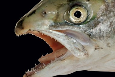 Somon doğal başkanı.