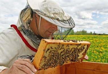 çalışma apiarist.