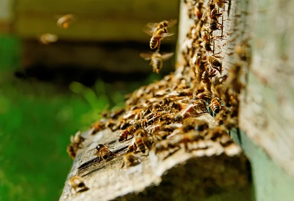 입구에 꿀벌. — 스톡 사진