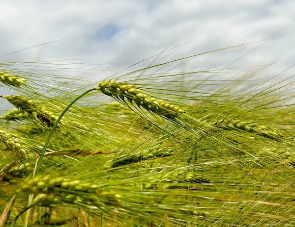 Granen veld. — Stockfoto